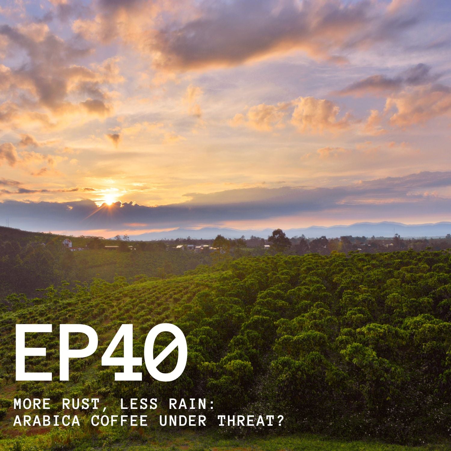 Episode 40 - More Rust, Less Rain: Arabica Coffee Under Threat?