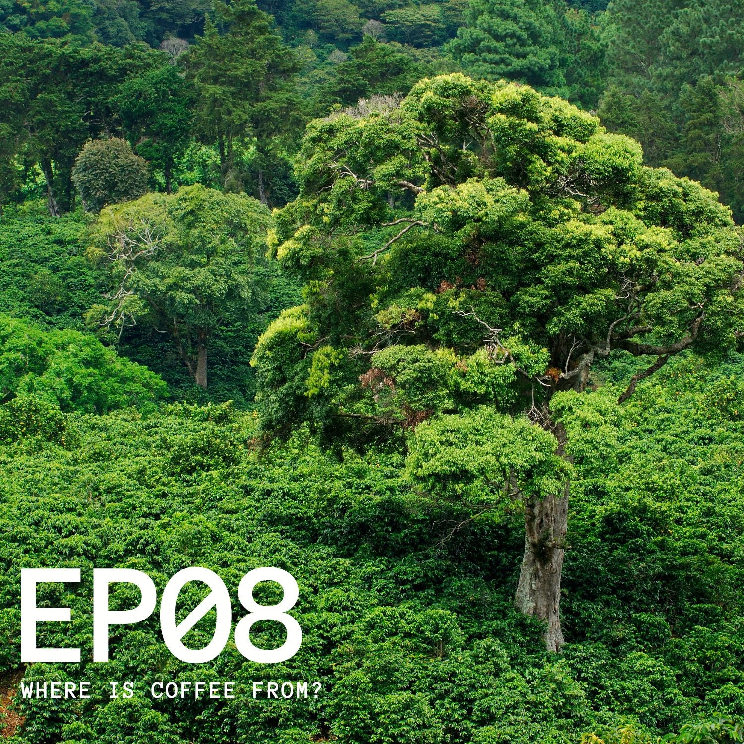 Episode 8 - Where is Coffee From?