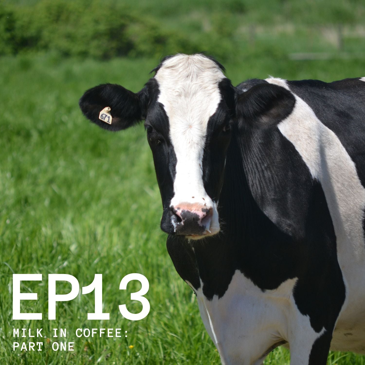 Episode 13 - Milk In Coffee: Part One