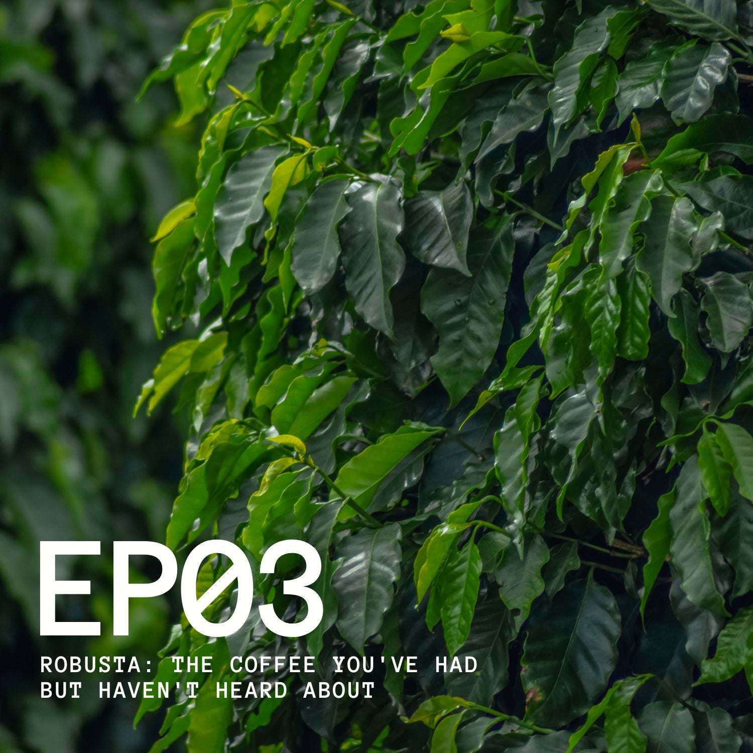 Episode 3 - Robusta: The Coffee You've Had But Haven't Heard Of