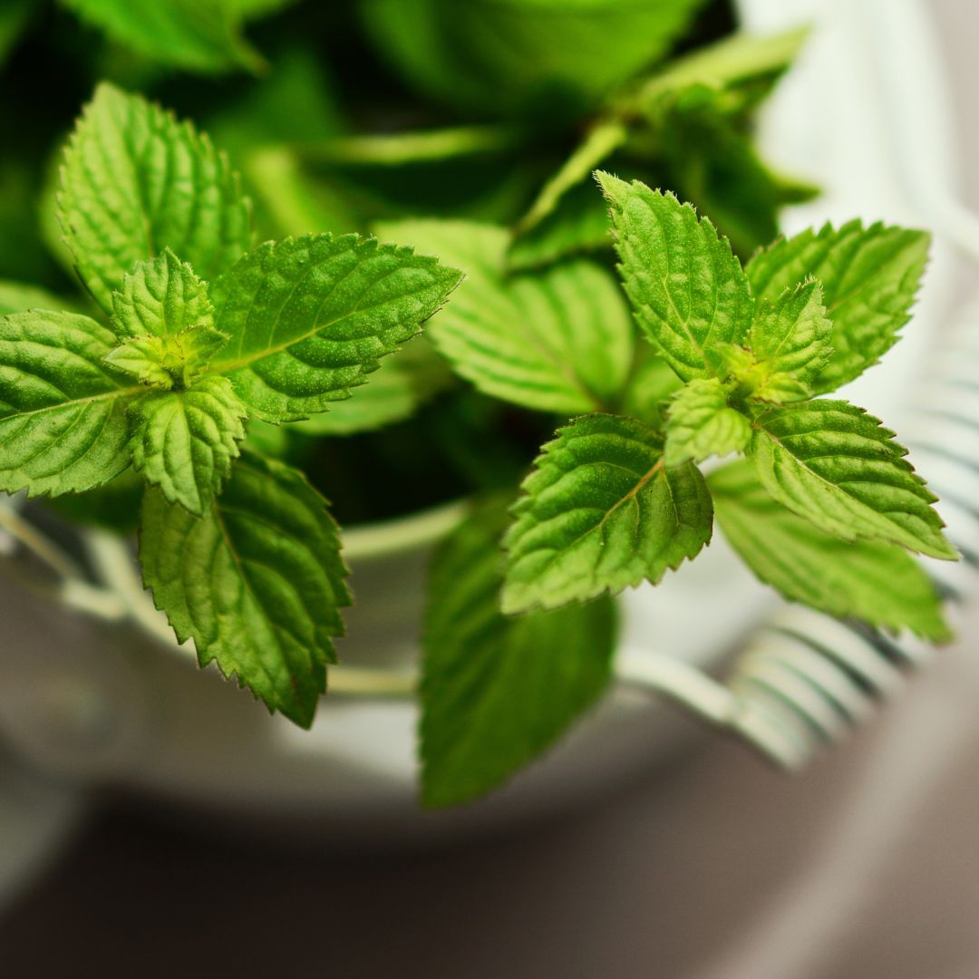 PRE-ORDER Choc Mint Cold Brew